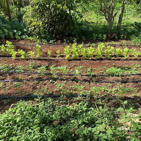 Encantadora Villa Maya Tradicional En Rancho Agroecologico Tzucaceb エクステリア 写真