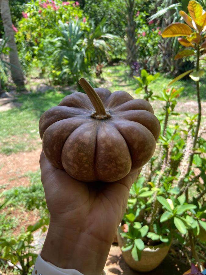 Encantadora Villa Maya Tradicional En Rancho Agroecologico Tzucaceb エクステリア 写真